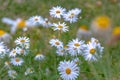 Wild daisy flowers growing on meadow. Royalty Free Stock Photo