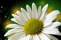 Beautiful daisy flower on a green background, Close-up