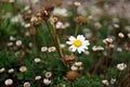 Beautiful daisy flower in a green field, macro photography