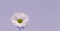 A beautiful daisy flower on violet or lilac background. Royalty Free Stock Photo