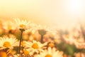 Beautiful daisy flower on wild field in sunset light. Soft focus nature background. Delicate pastel toned image. Greeting card Royalty Free Stock Photo