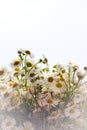 Beautiful daisy flowers background Royalty Free Stock Photo