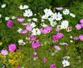 Beautiful daisy flowers Royalty Free Stock Photo