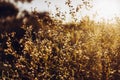 Beautiful daisy flowers blooming in evening sunlight in summer t Royalty Free Stock Photo