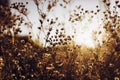 Beautiful daisy flowers blooming in evening sunlight in summer t Royalty Free Stock Photo