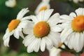 Beautiful Daisy Flowers Close-Up Royalty Free Stock Photo