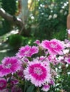 Beautiful daisy flowers in closeup. Partially Blurred background, spring season