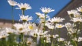 Beautiful daisy flowers in the courtyard. white flowers shakes the wind against the blue sky