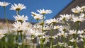 Beautiful daisy flowers in the courtyard. white flowers shakes the wind against the blue sky Royalty Free Stock Photo