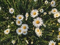 Beautiful daisy flowers in evening sunshine in grassland. Tranquil atmospheric summer meadow. Blooming leucanthemum vulgare and Royalty Free Stock Photo