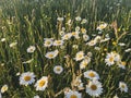 Beautiful daisy flowers in evening sunshine in grassland. Tranquil atmospheric summer meadow. Blooming leucanthemum vulgare and Royalty Free Stock Photo