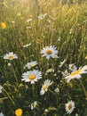 Beautiful daisy flowers in evening sunshine in grassland. Tranquil atmospheric summer meadow. Blooming leucanthemum vulgare and Royalty Free Stock Photo