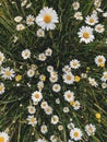 Beautiful daisy flowers in evening sunshine in grassland. Tranquil atmospheric summer meadow. Blooming leucanthemum vulgare and Royalty Free Stock Photo