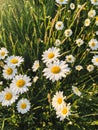 Beautiful daisy flowers in evening sunshine in grassland. Tranquil atmospheric summer meadow. Blooming leucanthemum vulgare ,wild Royalty Free Stock Photo
