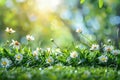 Beautiful daisy flowers on green grass with bokeh background Royalty Free Stock Photo