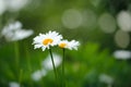 Beautiful Daisy Flowers Growing on Lawn in Summer Royalty Free Stock Photo