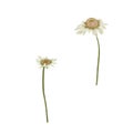 Beautiful daisy flowers hand drawn realisric illustration on white background isolated