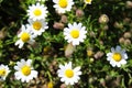 Beautiful daisy flowers. Lots of flowers