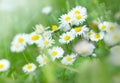 Beautiful daisy flowers in meadow Royalty Free Stock Photo