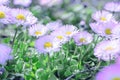 Beautiful daisy flowers in meadow Royalty Free Stock Photo