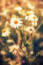 Beautiful daisy flowers in meadow by sunset, illustration with c Royalty Free Stock Photo