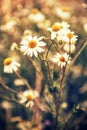 Beautiful daisy flowers in meadow by sunset, natural scene Royalty Free Stock Photo