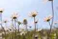 Beautiful daisy flowers in the meadow. Wild camomiles and soap bubbles flying in the air. Low angle view, close-up. Soft blurred Royalty Free Stock Photo