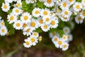Beautiful Daisy Flowers in Summer Royalty Free Stock Photo