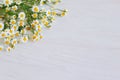 Beautiful daisy flowers on a white wooden background Royalty Free Stock Photo