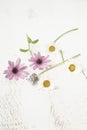 Beautiful daisy flowers on white wooden background Royalty Free Stock Photo