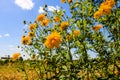 Beautiful daisy flowers. Yellow flowers under the blue sky Royalty Free Stock Photo