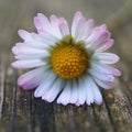 The beautiful daisy in the garden