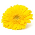 Beautiful daisy gerbera flower Royalty Free Stock Photo