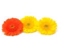 Beautiful daisy gerbera flowers Royalty Free Stock Photo