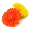 Beautiful daisy gerbera flowers Royalty Free Stock Photo