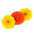 Beautiful daisy gerbera flowers Royalty Free Stock Photo