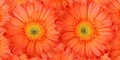 Beautiful daisy gerbera flowers Royalty Free Stock Photo