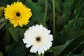 Beautiful daisy gerbera flowers close up Royalty Free Stock Photo