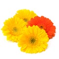 Beautiful daisy gerbera flowers Royalty Free Stock Photo