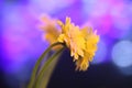 Beautiful daisy gerbera yellow flowers Royalty Free Stock Photo