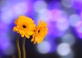 Beautiful daisy gerbera yellow flowers Royalty Free Stock Photo