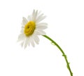 Beautiful daisy isolated on white background Royalty Free Stock Photo