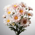 Beautiful Daisy Margaret flower