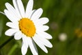 Beautiful daisy in a meadow