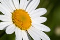 Beautiful daisy in a meadow