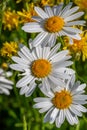 Beautiful daisy in a meadow