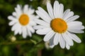 Beautiful daisy in a meadow