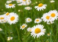Beautiful daisy meadow Royalty Free Stock Photo
