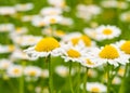 Beautiful daisy meadow Royalty Free Stock Photo