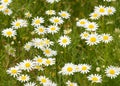 Beautiful daisy meadow Royalty Free Stock Photo